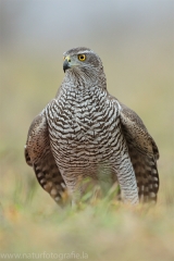 494 Habicht - Accipiter gentilis