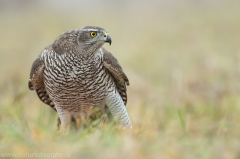 495 Habicht - Accipiter gentilis