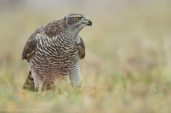 496 Habicht - Accipiter gentilis