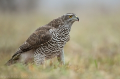 497 Habicht - Accipiter gentilis