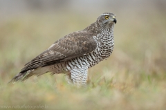 498 Habicht - Accipiter gentilis