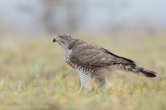 499 Habicht - Accipiter gentilis