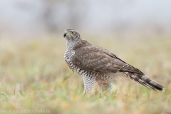 500 Habicht - Accipiter gentilis