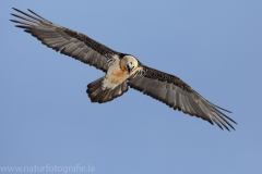 456 Bartgeier - Gypaetus barbatus