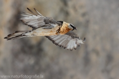 459 Bartgeier - Gypaetus barbatus