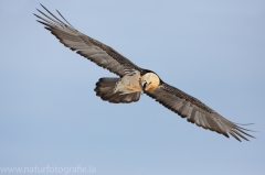 462 Bartgeier - Gypaetus barbatus