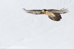 468 Bartgeier - Gypaetus barbatus