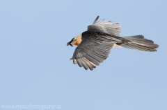 469 Bartgeier - Gypaetus barbatus