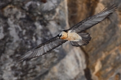 449 Bartgeier - Gypaetus barbatus