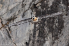 450 Bartgeier - Gypaetus barbatus