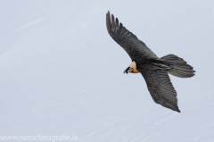 453 Bartgeier - Gypaetus barbatus