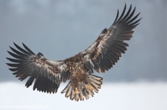 21 Seeadler - Haliaeetus albicilla