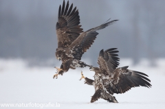 22 Seeadler - Haliaeetus albicilla