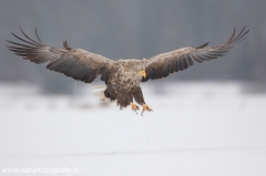 23 Seeadler - Haliaeetus albicilla