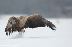 24 Seeadler - Haliaeetus albicilla