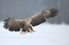 25 Seeadler - Haliaeetus albicilla