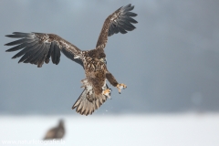 26 Seeadler - Haliaeetus albicilla