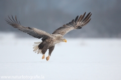 27 Seeadler - Haliaeetus albicilla