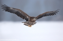 28 Seeadler - Haliaeetus albicilla