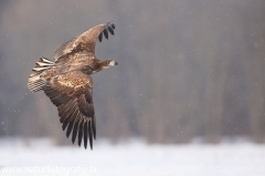 29 Seeadler - Haliaeetus albicilla