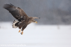 30 Seeadler - Haliaeetus albicilla