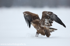 31 Seeadler - Haliaeetus albicilla