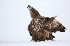 32 Seeadler - Haliaeetus albicilla