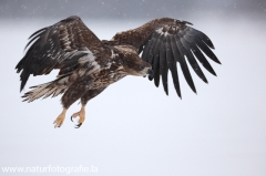 33 Seeadler - Haliaeetus albicilla