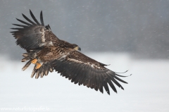 35 Seeadler - Haliaeetus albicilla