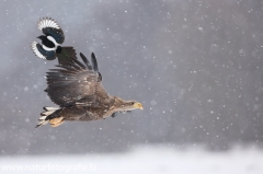 34 Seeadler - Haliaeetus albicilla