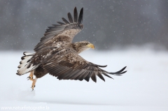 36 Seeadler - Haliaeetus albicilla