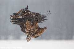 37 Seeadler - Haliaeetus albicilla