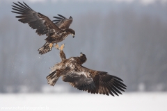 38 Seeadler - Haliaeetus albicilla