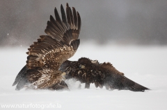 39 Seeadler - Haliaeetus albicilla