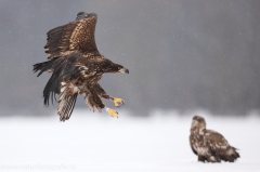 40 Seeadler - Haliaeetus albicilla