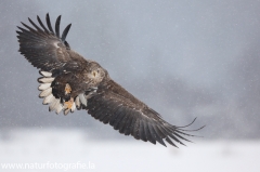 41 Seeadler - Haliaeetus albicilla