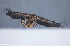 42 Seeadler - Haliaeetus albicilla