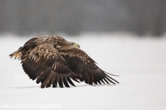 43 Seeadler - Haliaeetus albicilla