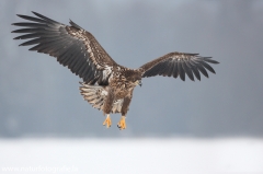 44 Seeadler - Haliaeetus albicilla