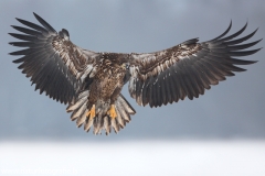 45 Seeadler - Haliaeetus albicilla