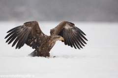 47 Seeadler - Haliaeetus albicilla