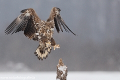 46 Seeadler - Haliaeetus albicilla