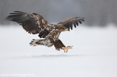 48 Seeadler - Haliaeetus albicilla