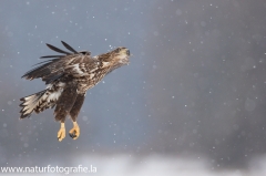 49 Seeadler - Haliaeetus albicilla