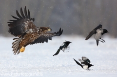 50 Seeadler - Haliaeetus albicilla