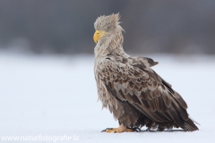 51 Seeadler - Haliaeetus albicilla