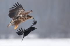 52 Seeadler - Haliaeetus albicilla