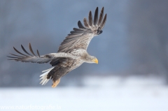 53 Seeadler - Haliaeetus albicilla