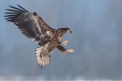 54 Seeadler - Haliaeetus albicilla