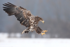 55 Seeadler - Haliaeetus albicilla